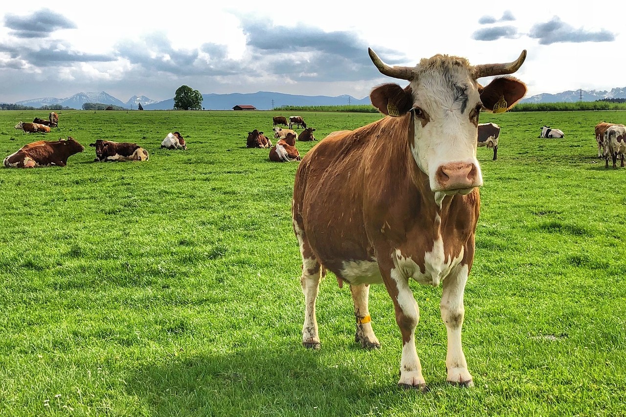 Modul 3: Faktencheck - Beliebte Argumente für Tierhaltung