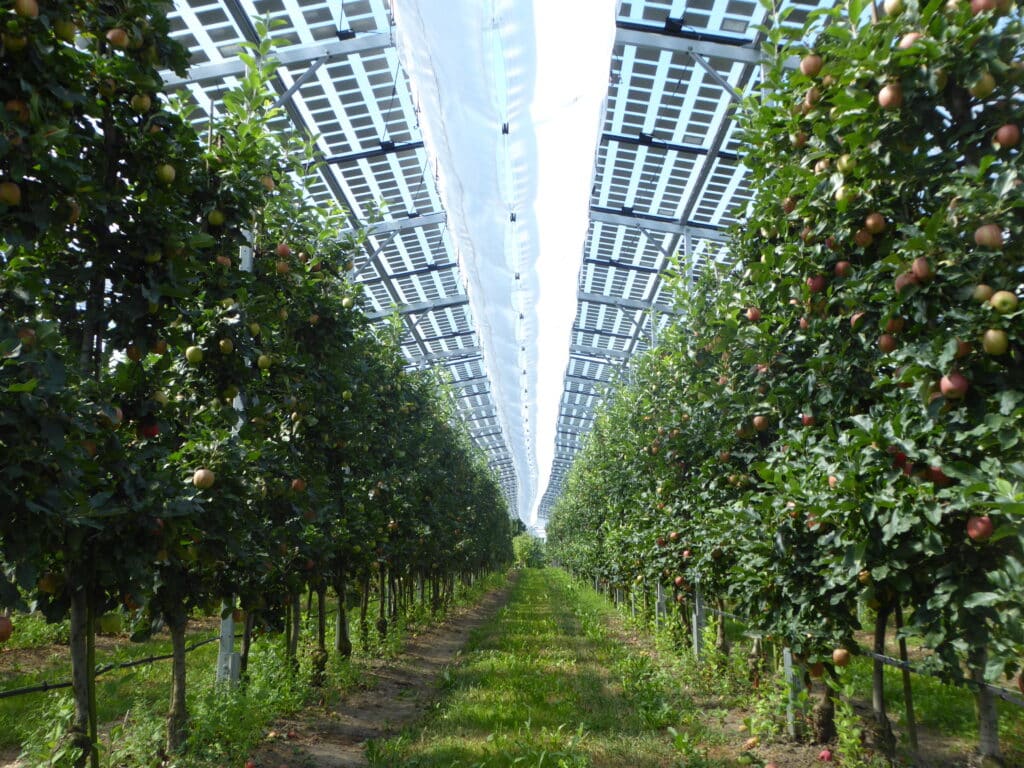 Obstbau unter aufgeständerter Photovoltaik-Anlage