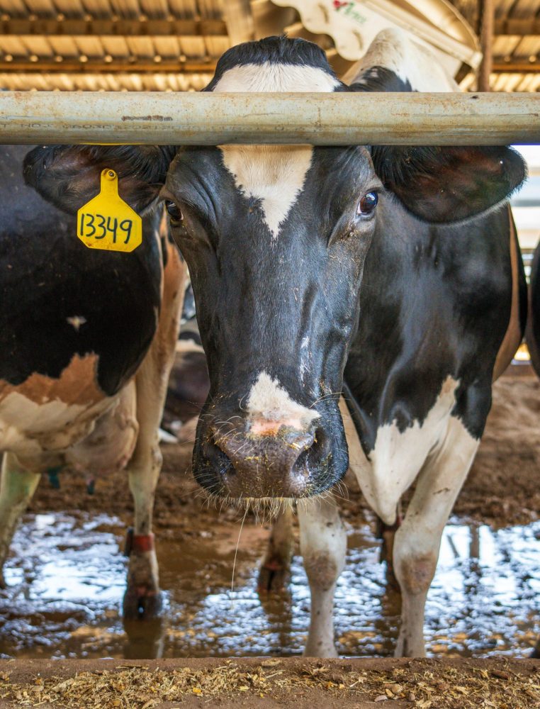 pexels-nc-farm-bureau-mark-17765401_Zuschnitt